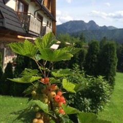 SOSNA willa góry Tatry Zakopane Kościelisko noclegi wypoczynek w Polsce