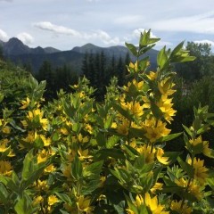 SOSNA willa góry Tatry Zakopane Kościelisko noclegi wypoczynek w Polsce